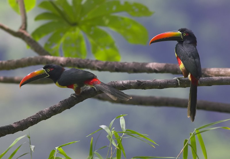 Aracari pair.jpg