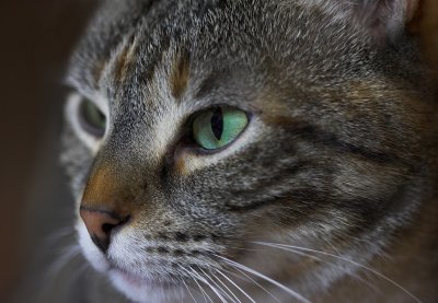 Sheba the Kitty
