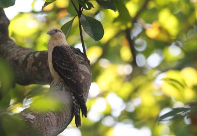 Yellow-headed Caracara copy.jpg