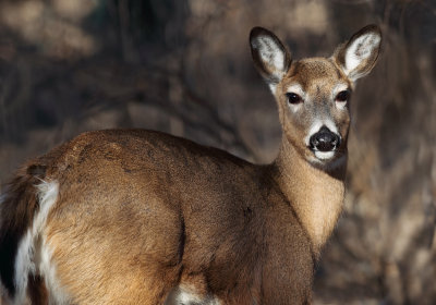 Whitetail Deer