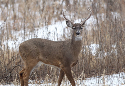 Whitetail Deer