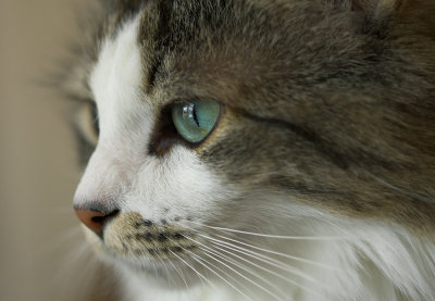 Sofia(Sofie) the Kitty