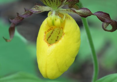 Yellow Lady's Slipper