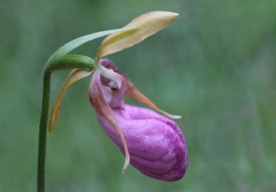 Stemless Lady's Slipper