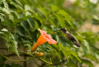 Female Black Chinned Hummingbird