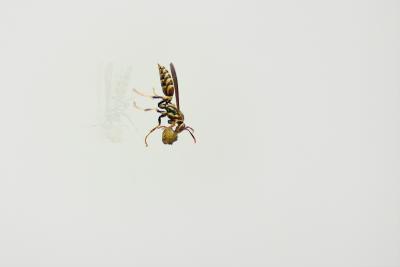 Wasp holding meal