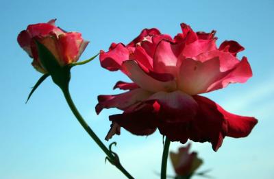 IMG_0039copy.jpg