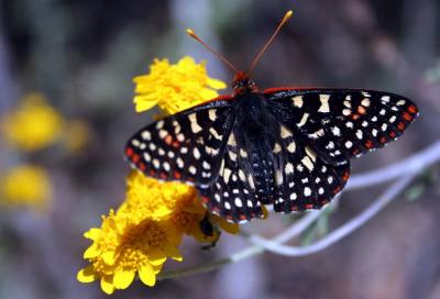 Hold Still Lil Butterfly.jpg