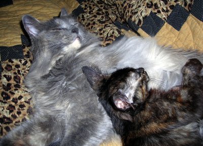 Kittie Love.JPG
