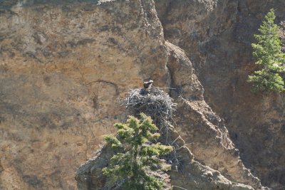 yellowstone_2011