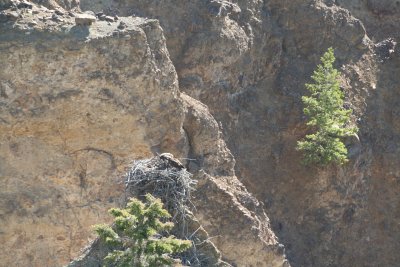 yellowstone2011 007.JPG