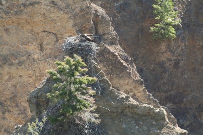 yellowstone2011 008.JPG