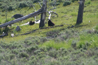 yellowstone2011 012.JPG