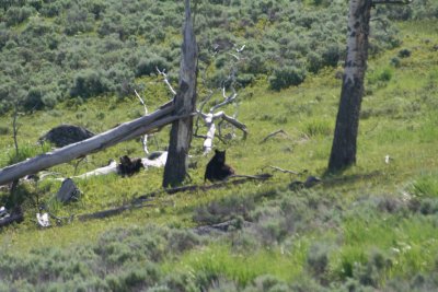 yellowstone2011 013.JPG