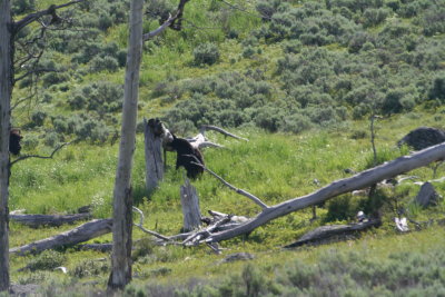 yellowstone2011 015.JPG