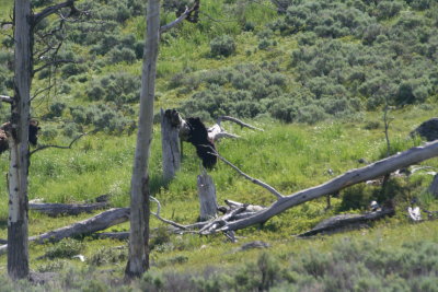 yellowstone2011 016.JPG