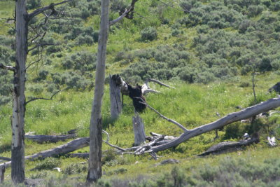 yellowstone2011 018.JPG