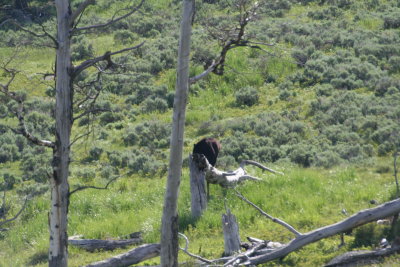 yellowstone2011 019.JPG