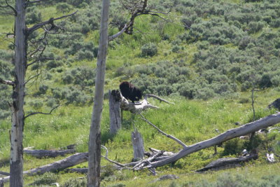 yellowstone2011 021.JPG