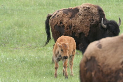 yellowstone2011 046.JPG