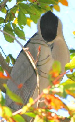 Sleepy bird