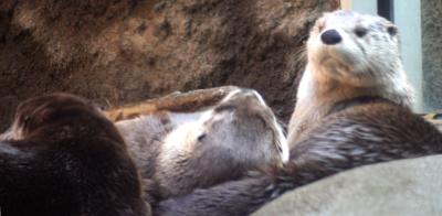 River otters