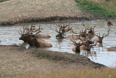 Elk at simmons ride through safari