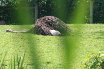 zoo03-52.jpg