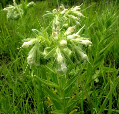 Western Marbleseed