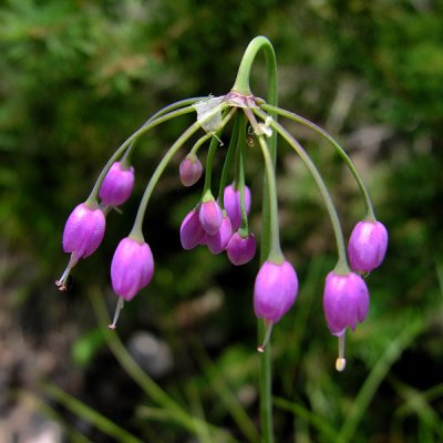 Nodding Onion (Allium cernuum)