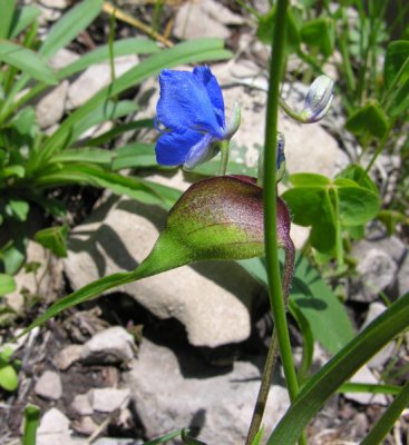 Birdbill Dayflower (Commelina dianthifolia)