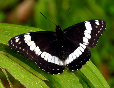 Weidermeyer's Admiral (Limenitis weidermeyerii)