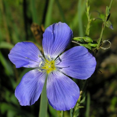 Western Blue Flax (Linum lewisii)