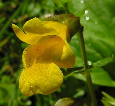 Seep Monkey Flower (Mimulus guttatus)