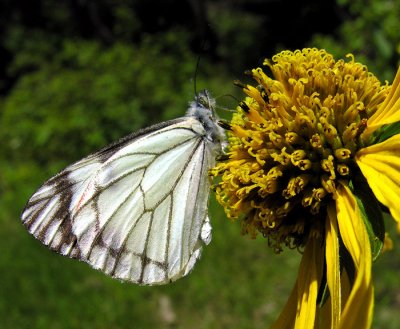 Pine White Butterfly (Neophasia menapia)