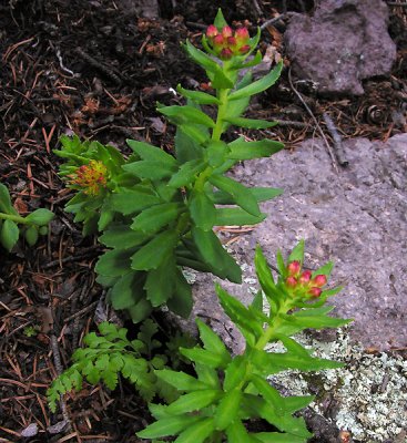  Rose Root (Sedum integrifolium neomexicanum)