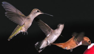 Hummingbirds