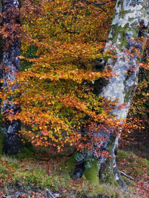 Inverinan Forest (DSCN1150.jpg)
