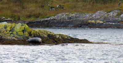 A seal off Fladda (DSCN1168.jpg)