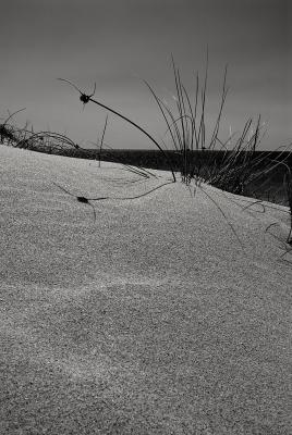 Reeds in the sand I (_DSC0115w1d10.jpg)