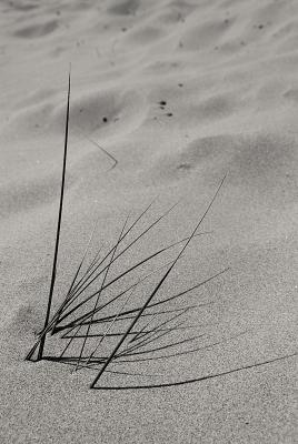 Reeds in the sand II (_DSC0126w1l10.jpg)