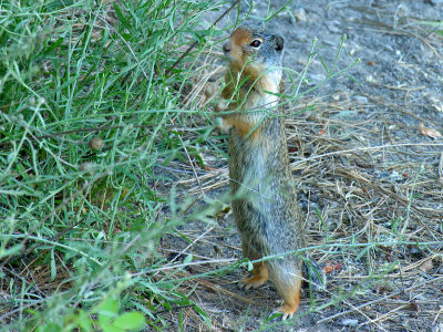 Curious Chipmunk