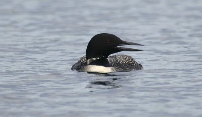 Loon.JPG