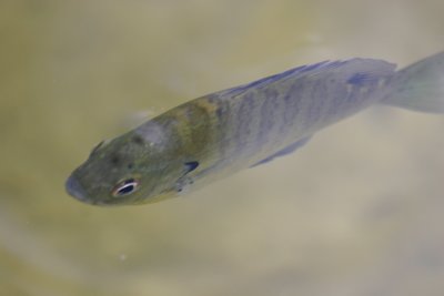 fish.JPG