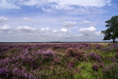 The famous heath flowering this summer