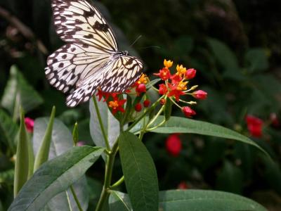 Butterflies at Mainau II