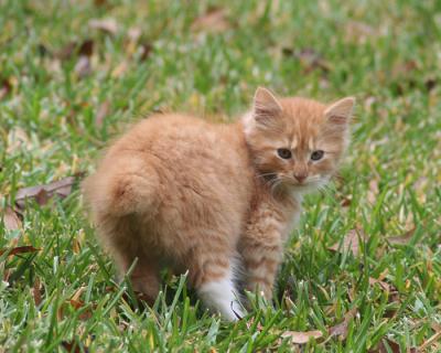 Bobby in grass