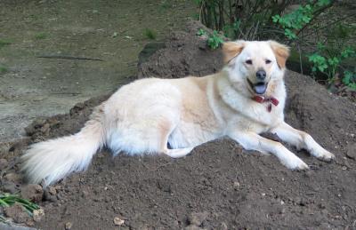 Elvis on dirt