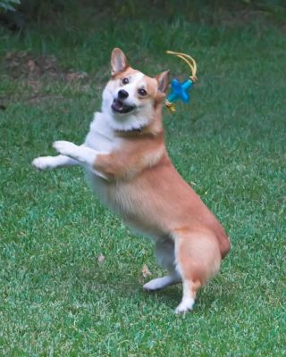 Bo jumping  looking