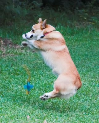 Bo jumps & misses